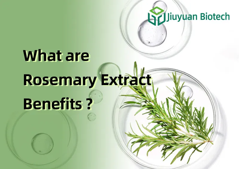 what are the benefits of rosemary extract what are the benefits of rosemary extract